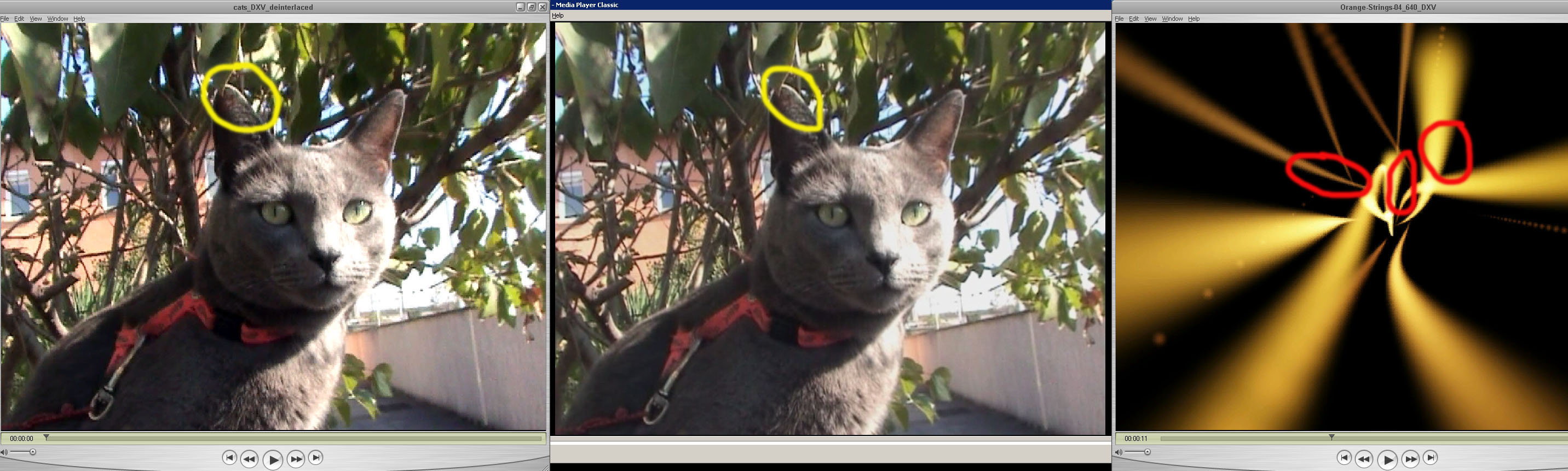 cats_julie.jpg